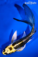 5.25" ARAGOKE KIN KIKOKURYU BUTTERFLY