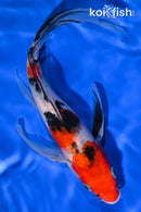 9.75" SANKE BUTTERFLY