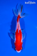 5" SARASA WAKIN GOLDFISH