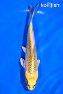 5" KUJAKU