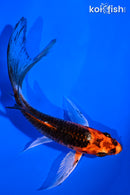 5.25" ORENJI MATSUBA BUTTERFLY