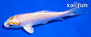4.5" HARIWAKE