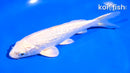 6" GINRIN PLATINUM OGON