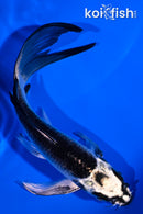 5.25" GINGA BUTTERFLY