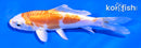 4.5" KIKUSUI