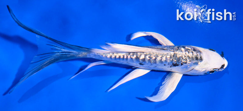 4.5" GINRIN ARAGOKE KIKOKURYU BUTTERFLY