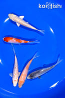 PACK OF (5) 4.25" STANDARD KOI