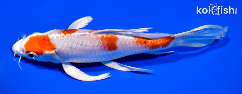7.75" YONDAN HARIWAKE BUTTERFLY