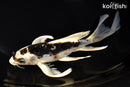 8" KIKOKURYU BUTTERFLY
