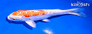 5.5" KIKUSUI