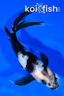 7.25" SHIRO UTSURI BUTTERFLY