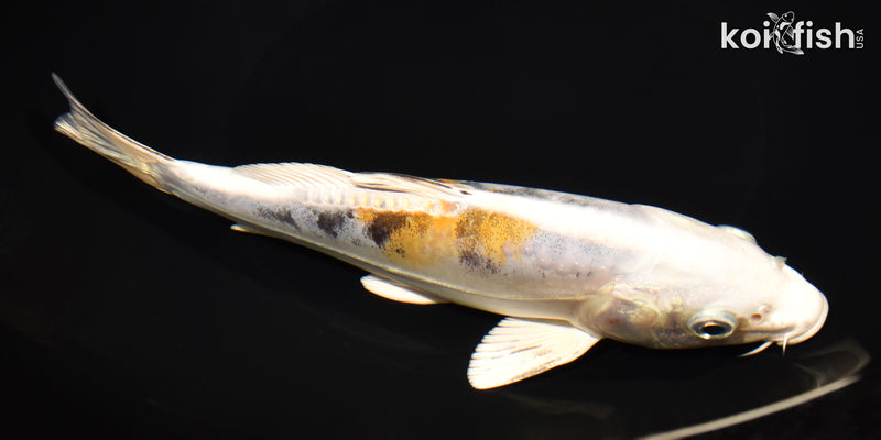 8.25" HEISEI NISHIKI