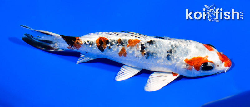 5.5" GINRIN YAMATO NISHIKI