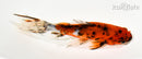 5.75" CALICO WAKIN GOLDFISH