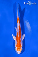 5.5" KIKUSUI