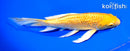 7.25" GINRIN YAMABUKI OGON BUTTERFLY