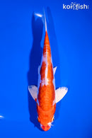 7" KIKUSUI