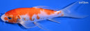 6.5" KOHAKU BUTTERFLY
