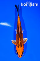 5.75" KUJAKU