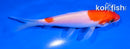 5" KOHAKU