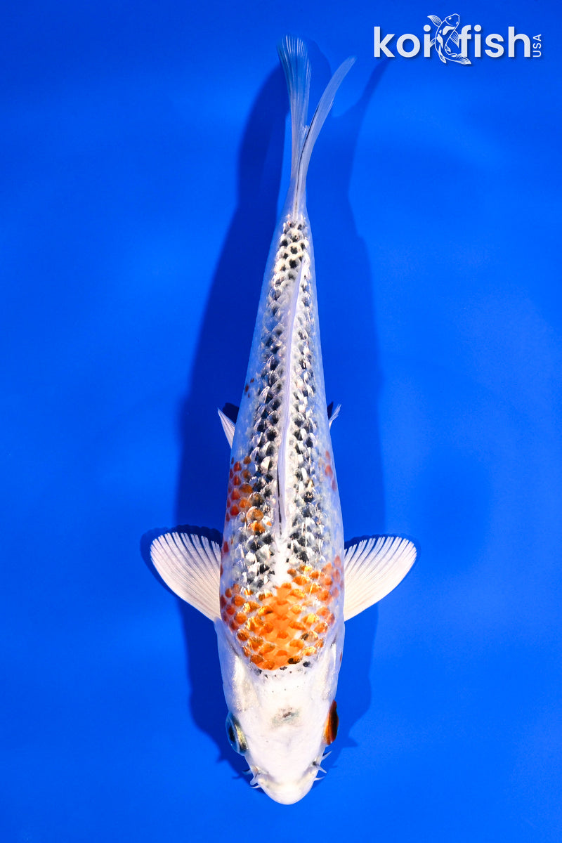 6.5" GINRIN KUJAKU