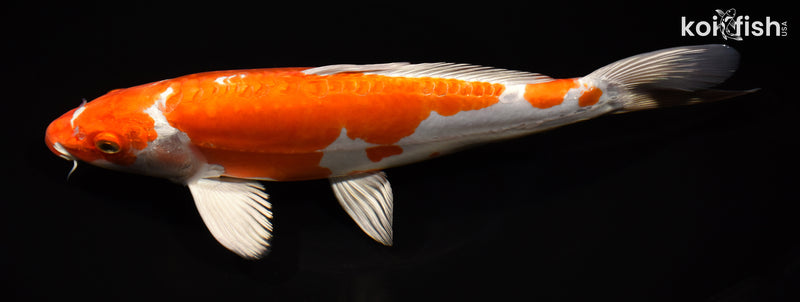 10.75" KIKUSUI