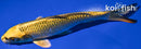 6.75" KIN KI MATSUBA