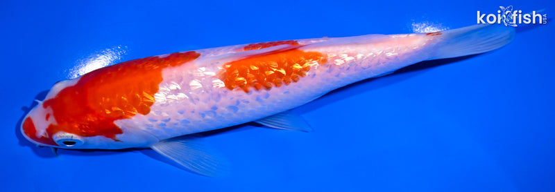 6.5" GINRIN KOHAKU