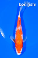 6.25" KOHAKU