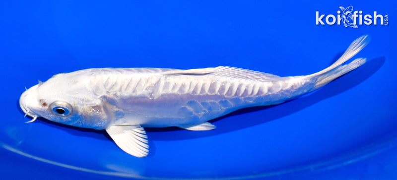 7" DOITSU PLATINUM OGON