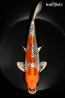 10.5" KUJAKU