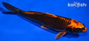 6.5" ORENJI MATSUBA