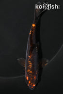 4.25" BENI KUMONRYU
