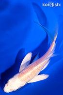 5" CREAMY OGON BUTTERFLY