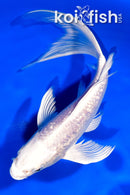 7.25" GINRIN PLATINUM OGON BUTTERFLY