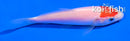 4" TANCHO KOHAKU