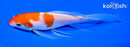 6.75" KOHAKU BUTTERFLY