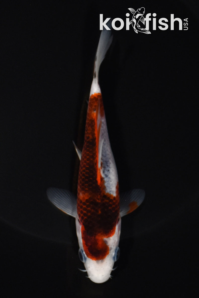 5.25" GOROMO
