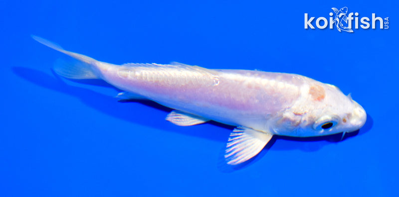 4.75" DOITSU PLATINUM OGON
