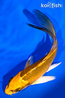 5.25" ORENJI MATSUBA BUTTERFLY