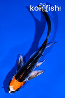 5" BENI GINGA BUTTERFLY