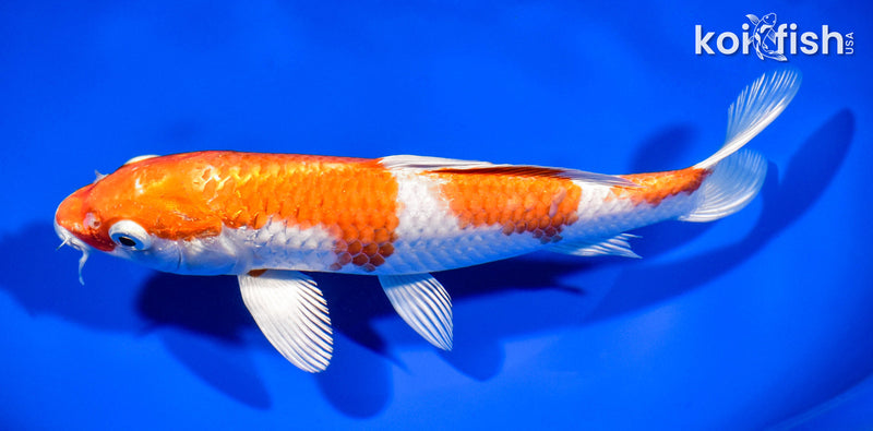 7.75" HARIWAKE