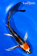 6" BENI GINGA BUTTERFLY