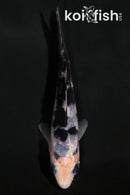 4" SHIRO UTSURI