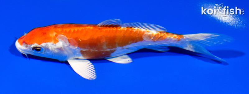 5" KIKUSUI