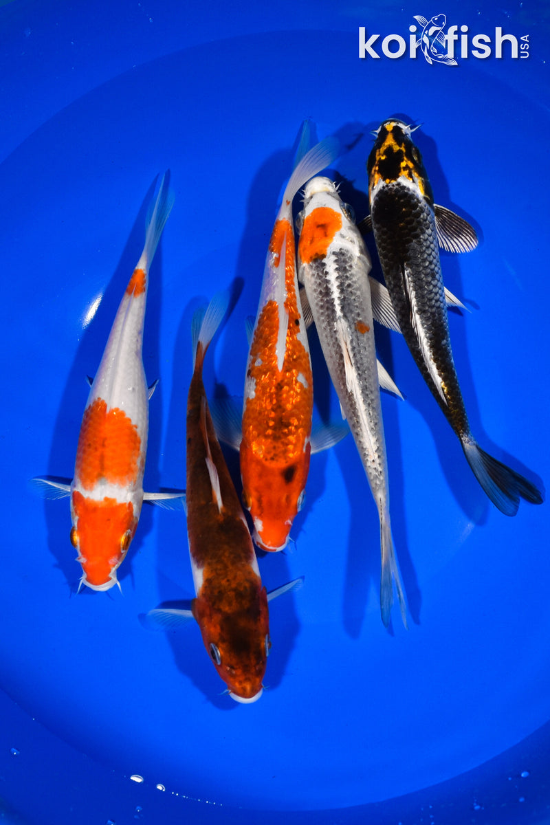 PACK OF (5) 6"-6.75" STANDARD KOI