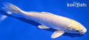 6.75" LEMON HARIWAKE
