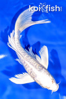 7.5" DOITSU PLATINUM OGON BUTTERFLY