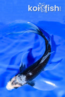 7.5" MATSUKAWABAKE BUTTERFLY