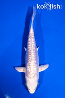5.5" DOITSU PLATINUM OGON